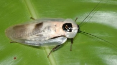 Središnji američki divovski žoach